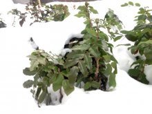 магония - вечнозеленое растения, морозов не боится