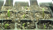 выращивание гибискуса из семян
