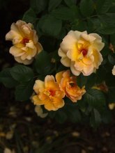 розы клаймбер