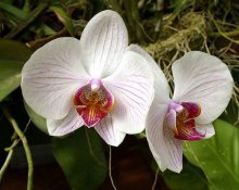 эпин для орхидей