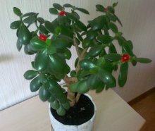 домашние цветы плохие для дома приметы. Смотреть фото домашние цветы плохие для дома приметы. Смотреть картинку домашние цветы плохие для дома приметы. Картинка про домашние цветы плохие для дома приметы. Фото домашние цветы плохие для дома приметы