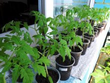 рассадный способ выращиывания томатов