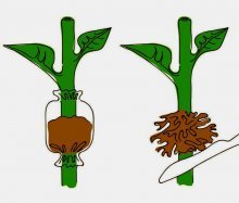 размножение растений воздушными отводками