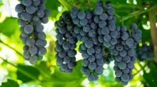 виноград альфа как используется