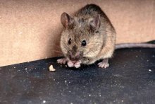 Все ли мыши заразны