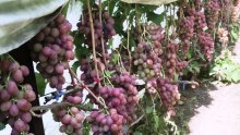 Урожайность винограда Дюжина