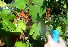 Обработка винограда от вредителей