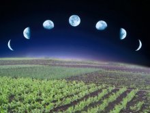 Влияние Луны на рост растений