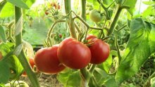 Урожайность томата Алсу