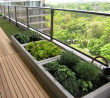 Екости для выращивания овощей на балконе