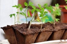 В чем выращивать рассаду в домашних условиях