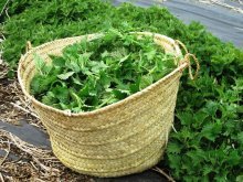 Крапива и другие травы - народные рецепты подкормок