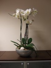 Орхидея после пересадки