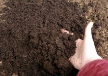 Почва для рассады