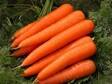 Морковь зрелая