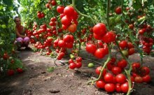 Плоды детерминантного растения / томаты