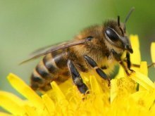 Канди необходим для пчел