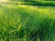 Полевица, трава для газона