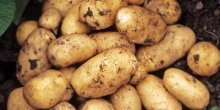 Ранний картофель, урожай