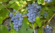 Зимостойкий виноград темный