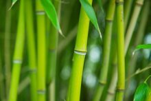 Плантация бамбука