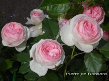 Роза Пьер де Ронсар