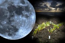 Влияние фазы луны на растения и рост