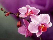 Орхидеи макро
