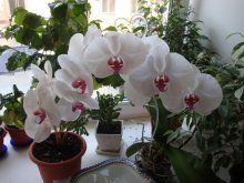 Цветущая Орхидея 