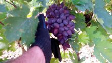 Виноград Красотка, плоды
