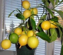 Лимон на окне