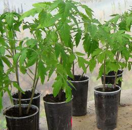 Выращивание рассады томатов на балконе