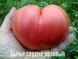 томат Бычье сердце