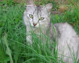 кошачья трава