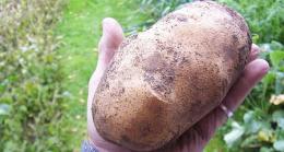капельное орошение картофеля