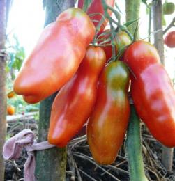 Аурия: описание сорта томата, характеристики помидоров, посев