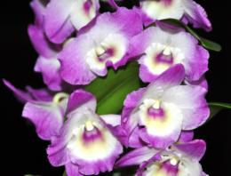 орхидеи дендробиум