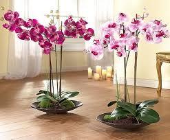 Орхидея Дендробиум Нобиле — Уход и размножение в домашних условиях