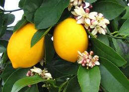 лимоны, выращивание в комнатных условиях