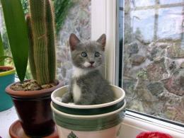 Как защитить комнатные растения от кошек?