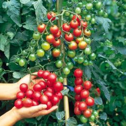 эпин повышает урожайность томатов и других овощей