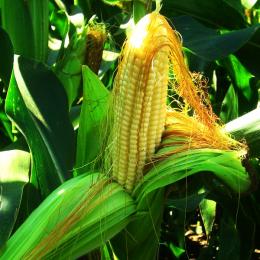О гербицидах для кукурузы: инструкция по применению, правила обработки