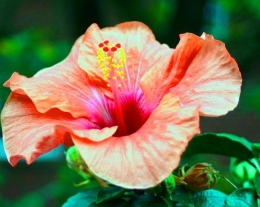 Цветок Каркаде, описание и фото