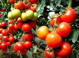 Выращивание помидор по Маслову, увеличение урожайности в 8 раз