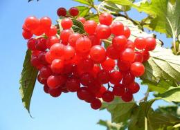 Полезные свойства ягоды калины