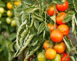 Скручивание листьев у томатов