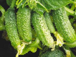 Cucumber