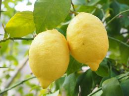 Здоровый лимон