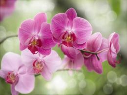 Выращивание орхидей на деревянных брусках (досках)