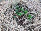 Через сколько лет можно пересаживать клубнику. strawberry emerging. Через сколько лет можно пересаживать клубнику фото. Через сколько лет можно пересаживать клубнику-strawberry emerging. картинка Через сколько лет можно пересаживать клубнику. картинка strawberry emerging. Ежегодно на кустах клубники появляются новые приросты, дающие в последствии листья, усы и цветоносы, но на четвертый год образование приростов прекращается, и урожайность клубники начинает постепенно снижаться. Для того чтобы клубника не прекращала плодоносить, нужно заранее побеспокоиться о закладке новых грядок. О том, как пересадить клубнику на новое место, когда можно пересаживать клубнику, можно ли пересаживать цветущую клубнику и в каком уходе нуждается клубника после пересадки, мы расскажем вам в этой статье.